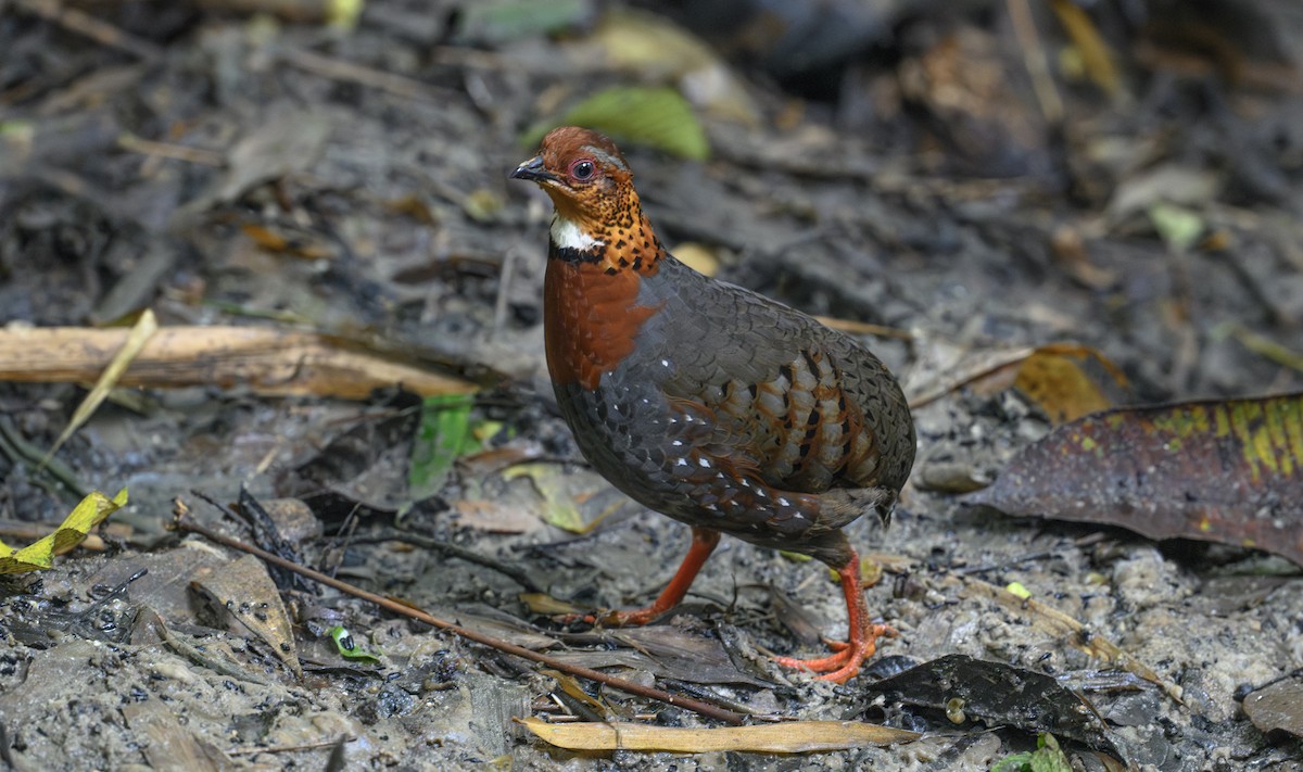 Chestnut-breasted Partridge - ML658945873