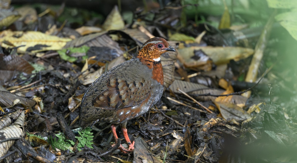 Chestnut-breasted Partridge - ML658945874