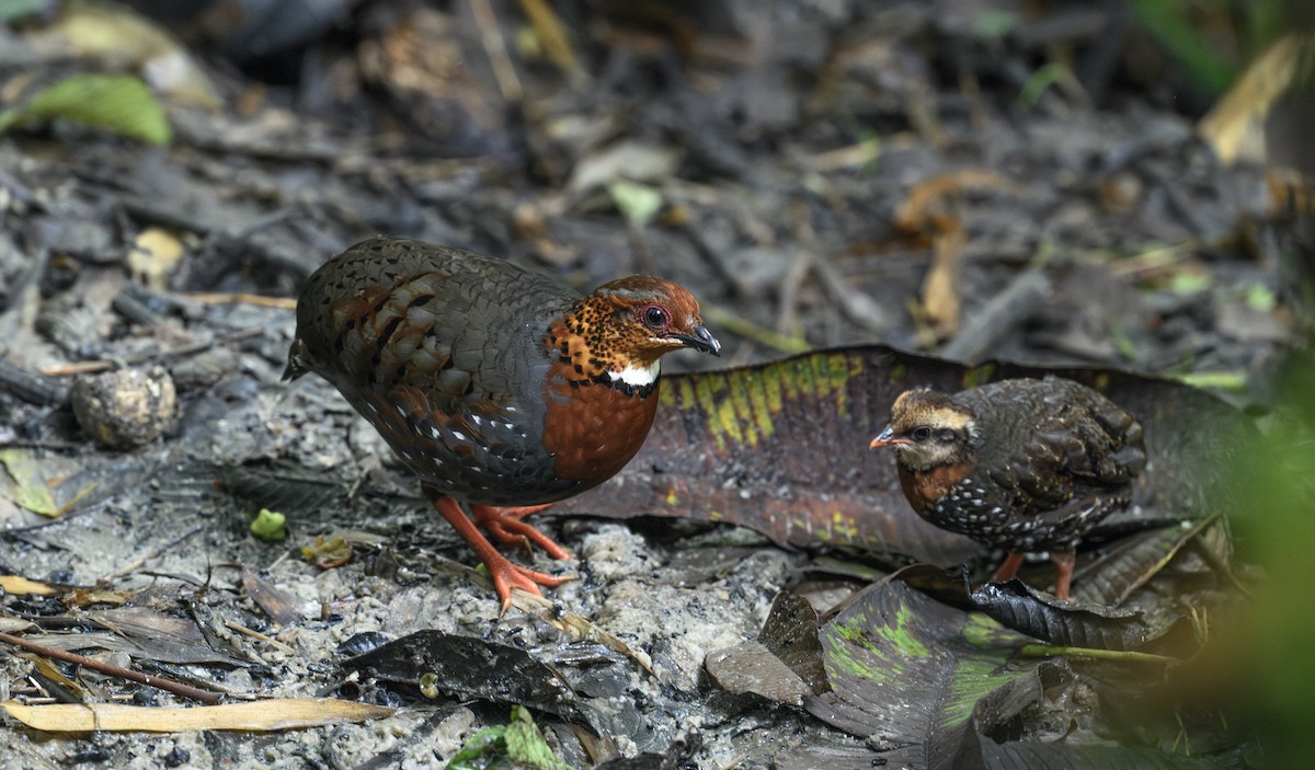 Chestnut-breasted Partridge - ML658945875