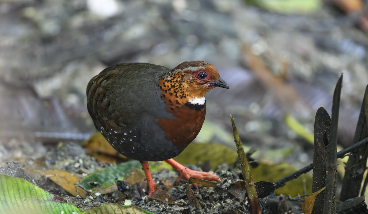 Chestnut-breasted Partridge - ML658945876