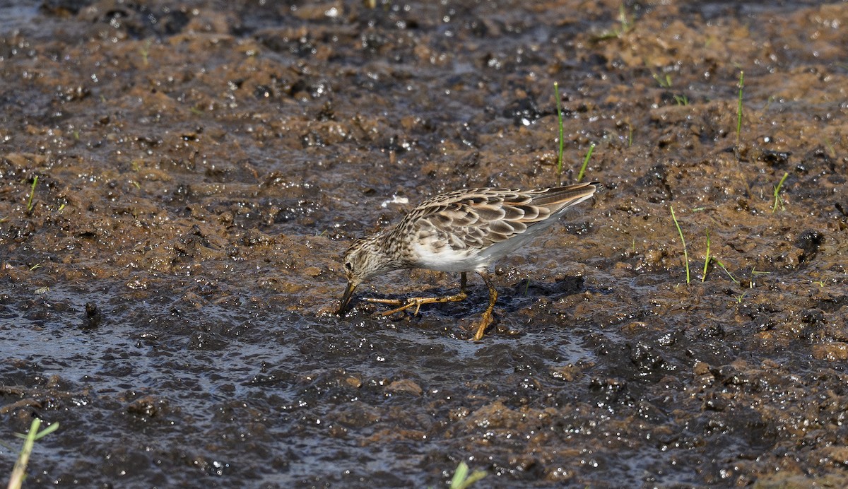 Long-toed Stint - ML658947173