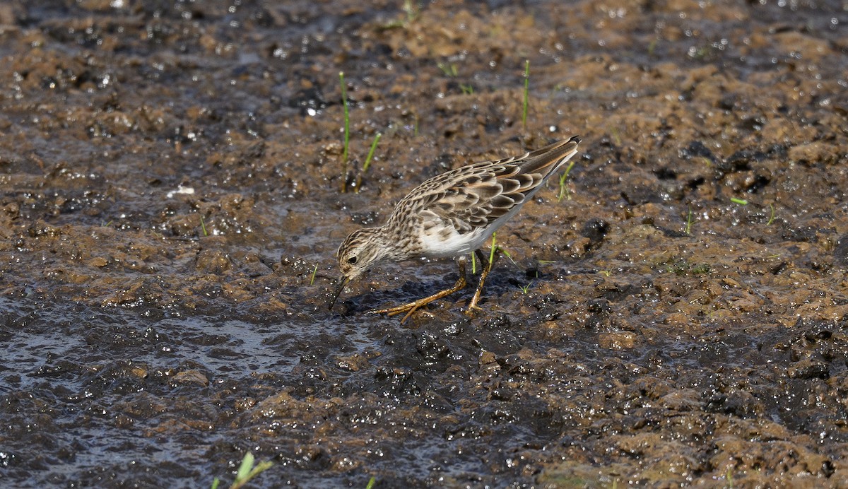 Long-toed Stint - ML658947174