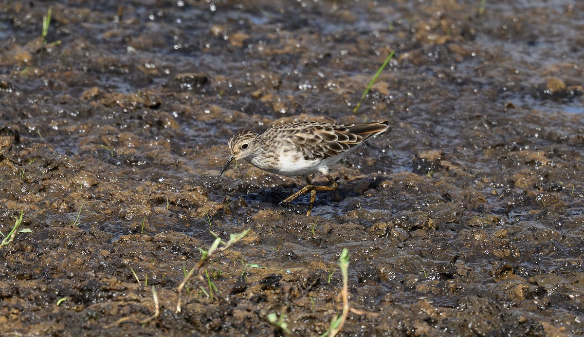 Long-toed Stint - ML658947175