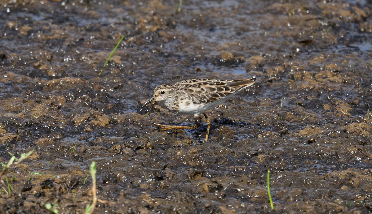 Long-toed Stint - ML658947176