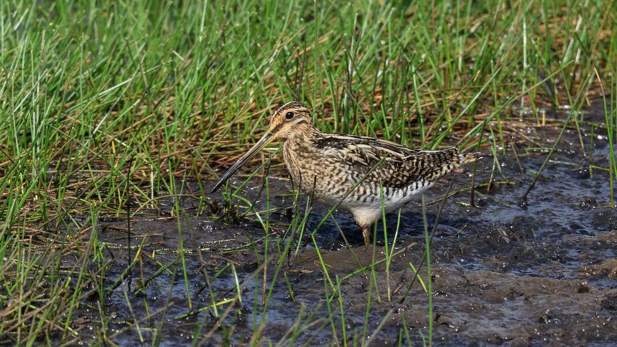 Common Snipe - ML658947571