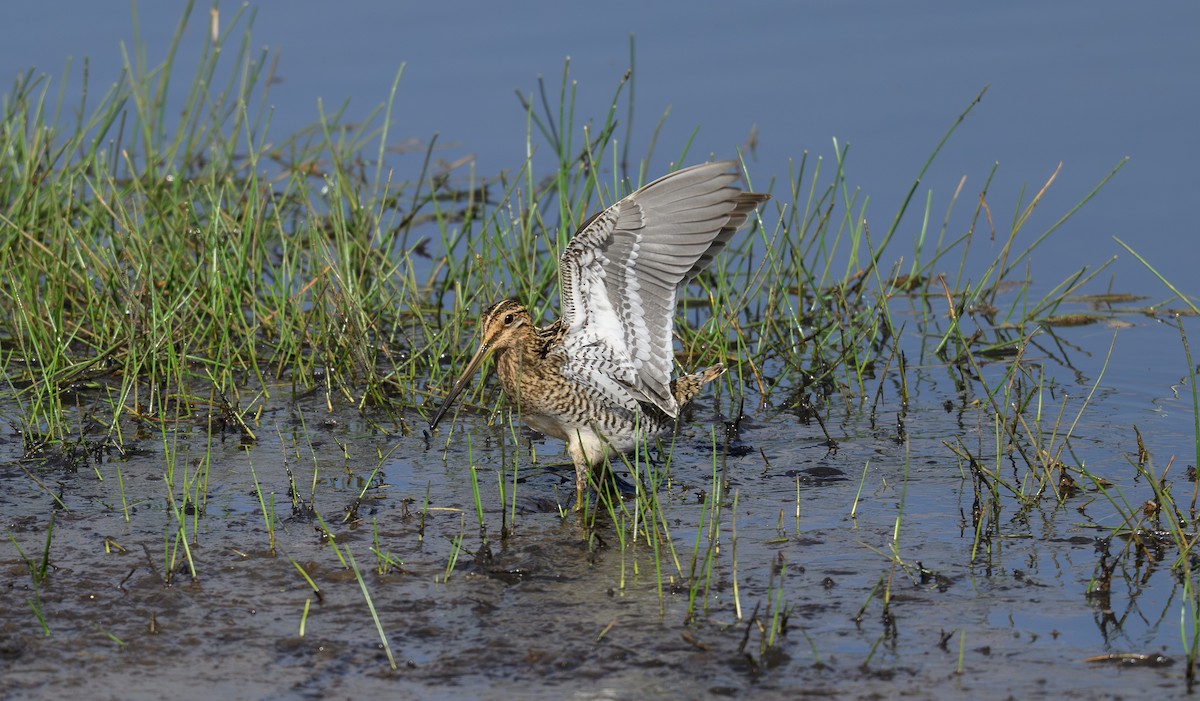Common Snipe - ML658947575