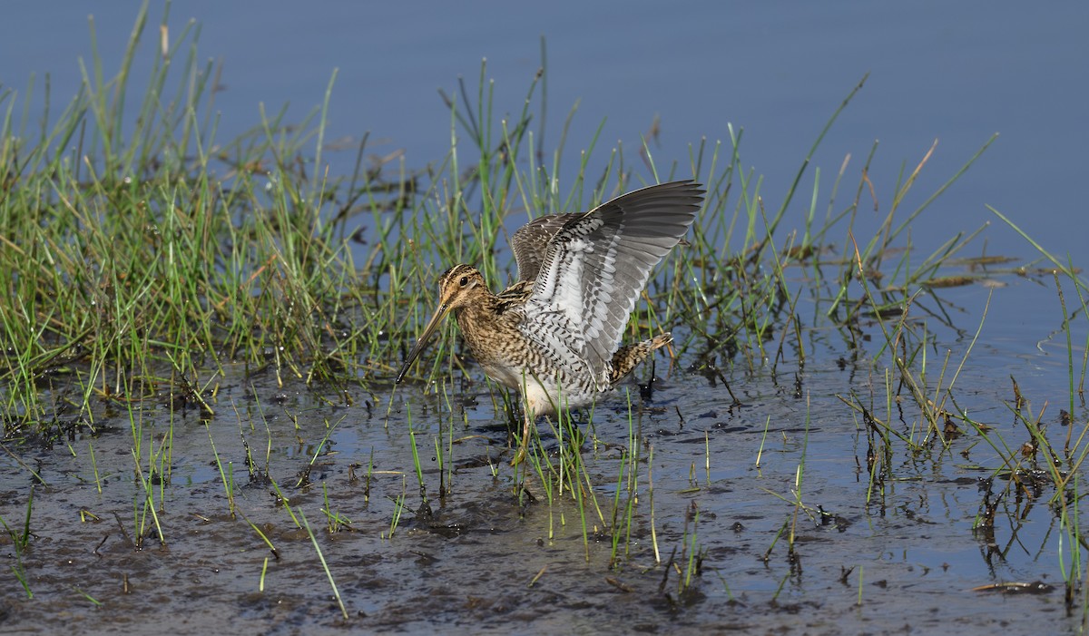 Common Snipe - ML658947576