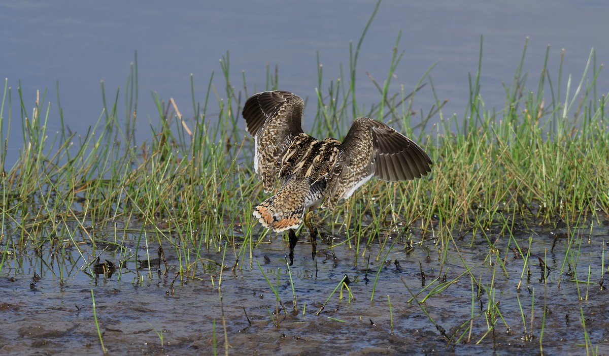 Common Snipe - ML658947577