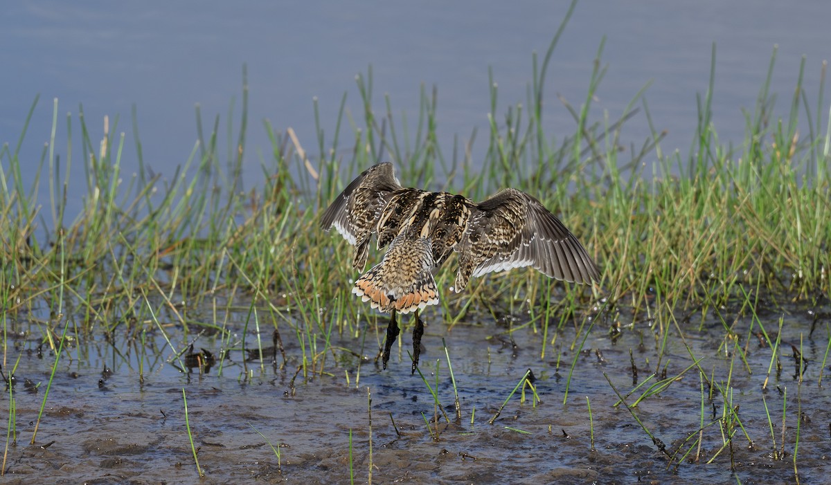 Common Snipe - ML658947578