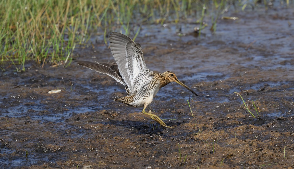 Common Snipe - ML658947579