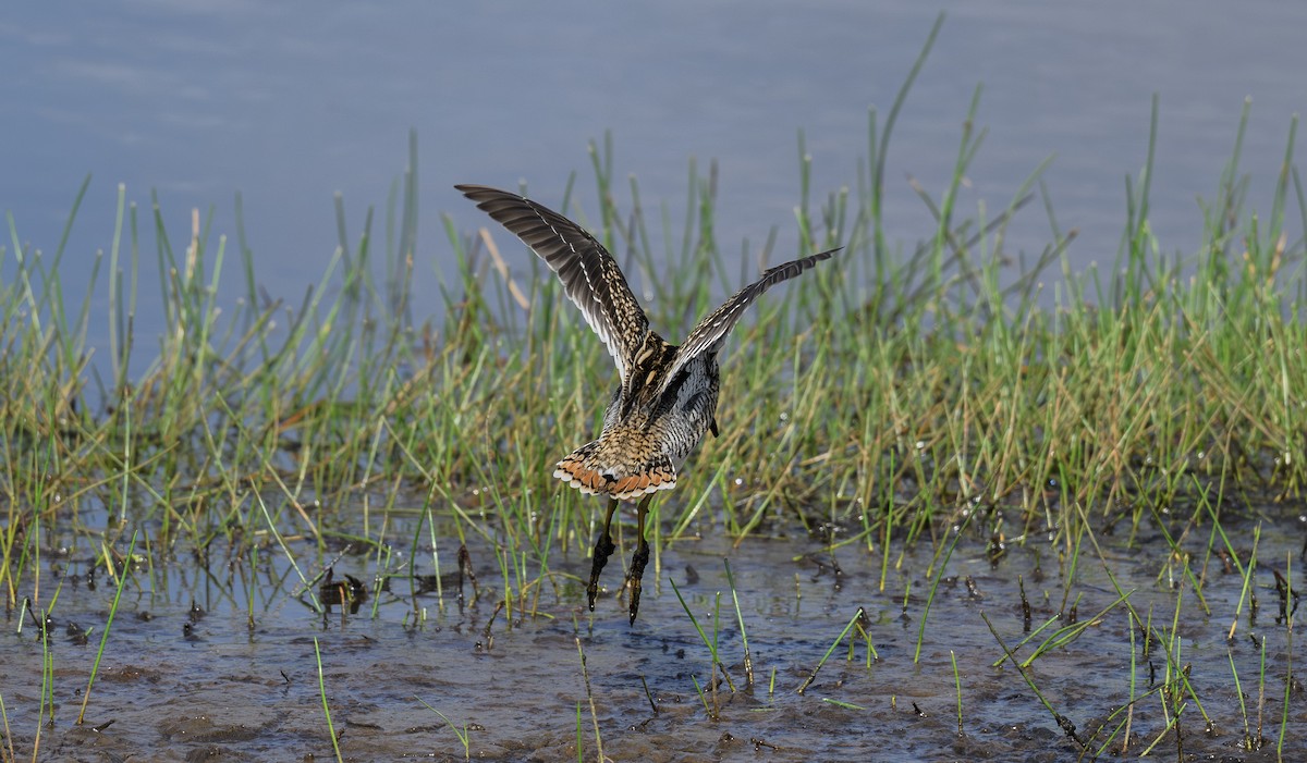 Common Snipe - ML658947580