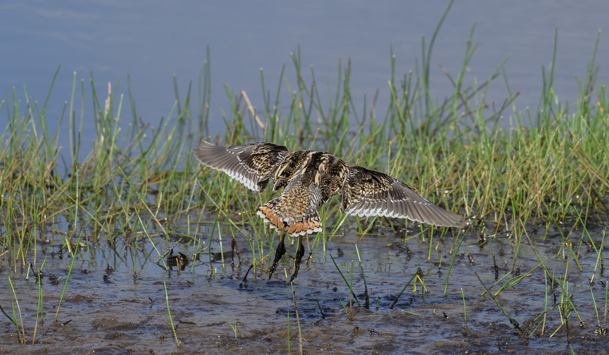 Common Snipe - ML658947581