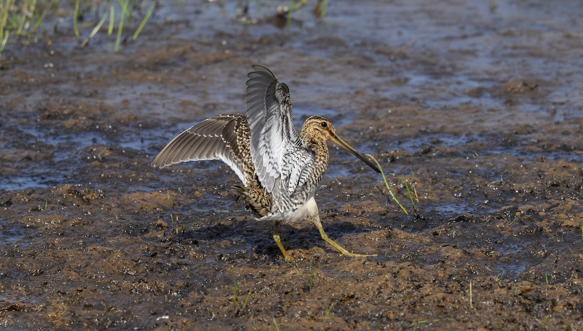 Common Snipe - ML658947583