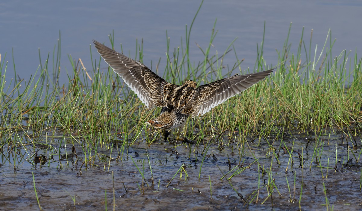 Common Snipe - ML658947584