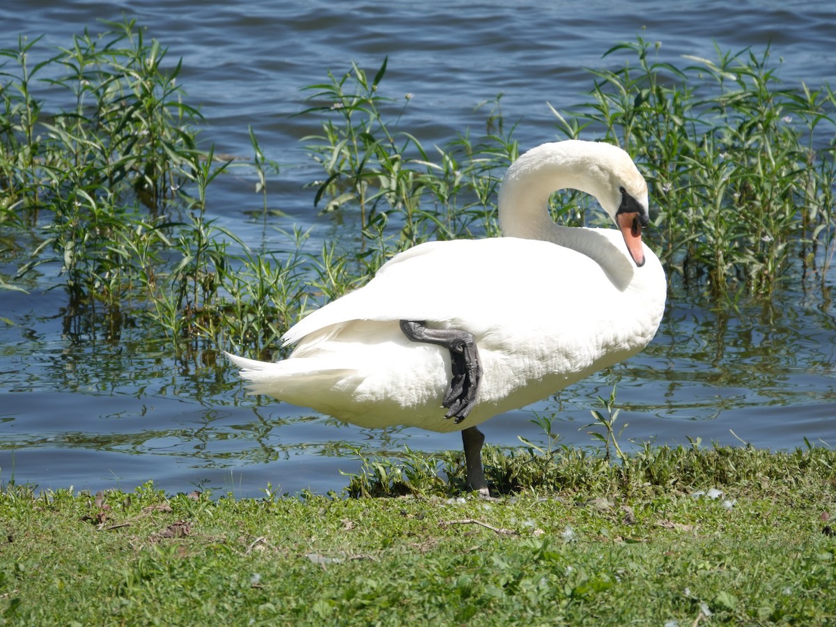 eBird Checklist - 2 Jun 2026 - Lexington Reservoirs #2 & #3 (Don't park ...