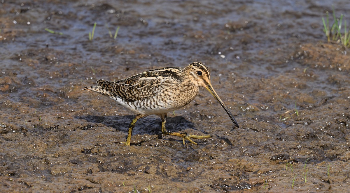 Common Snipe - ML658948059