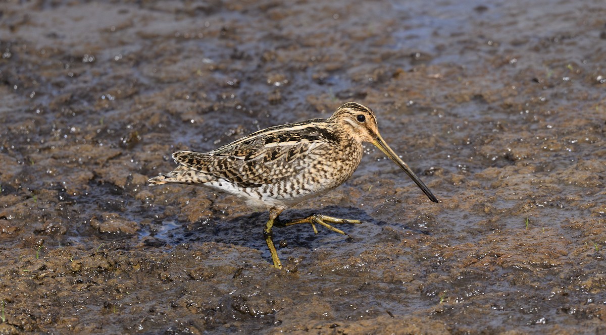 Common Snipe - ML658948068