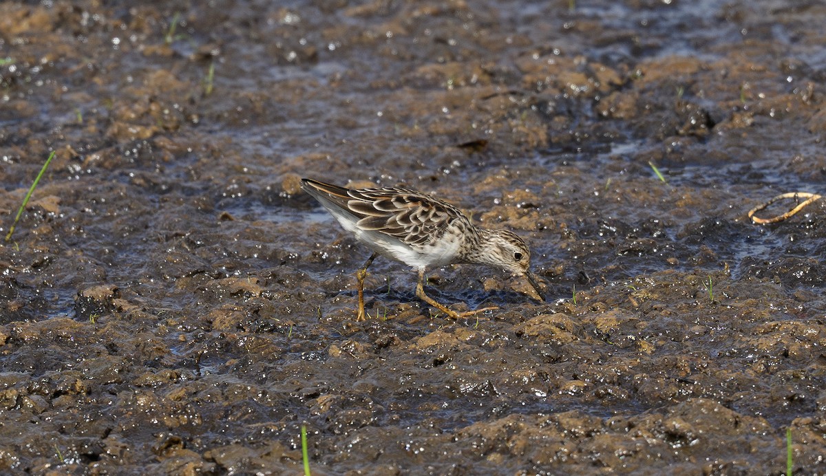 Long-toed Stint - ML658948094