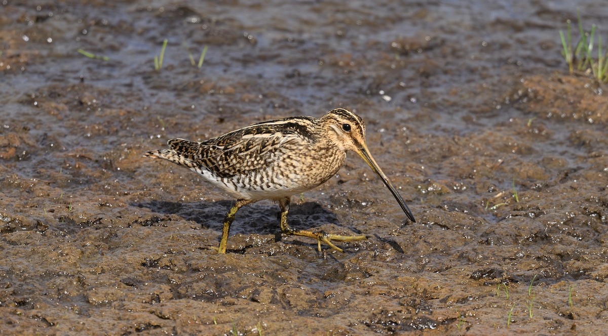 Common Snipe - ML658948137