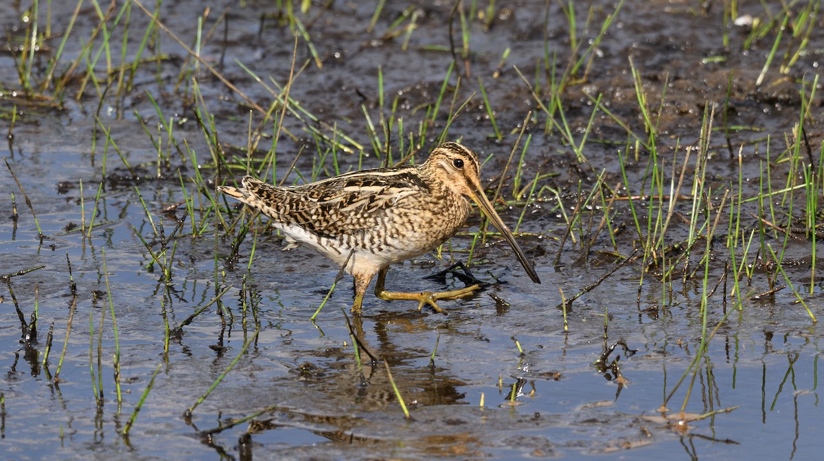 Common Snipe - ML658948153