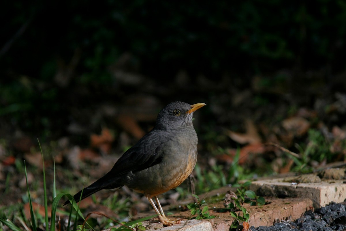 Karoo Thrush - ML658949093