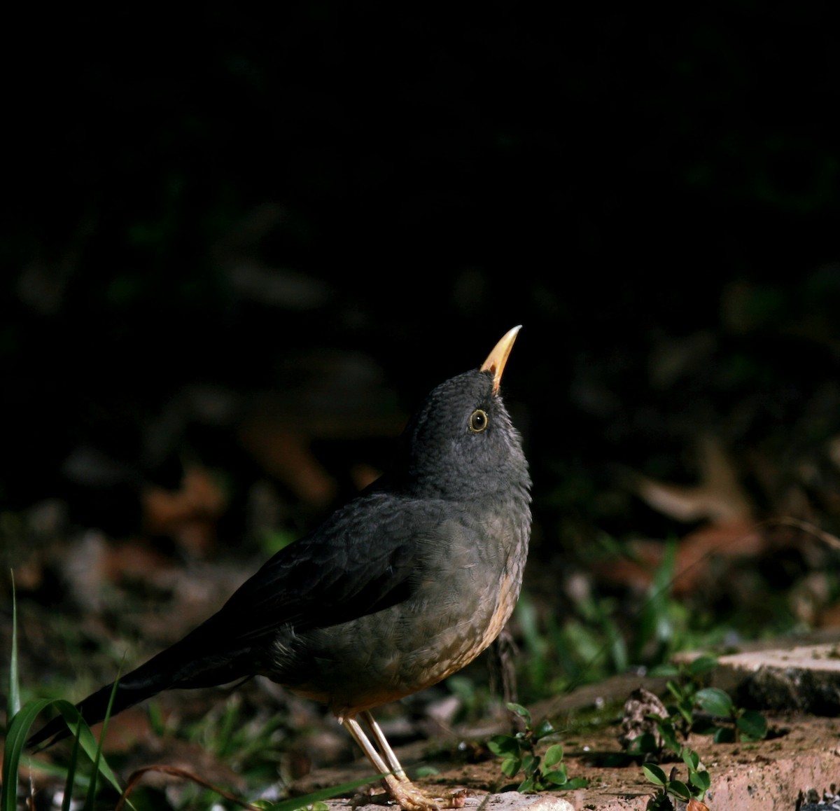 Karoo Thrush - ML658949094