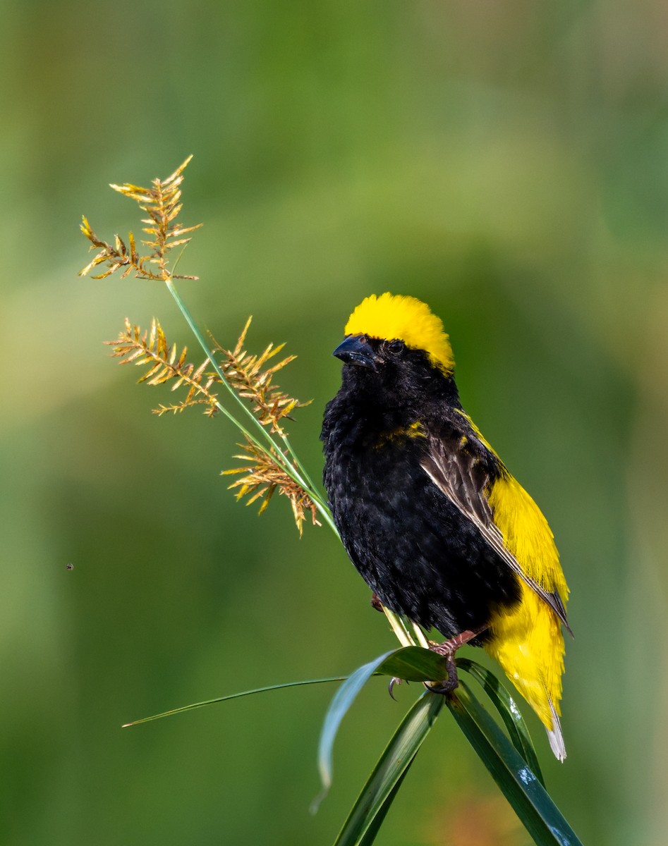 Yellow-crowned Bishop - ML658949389
