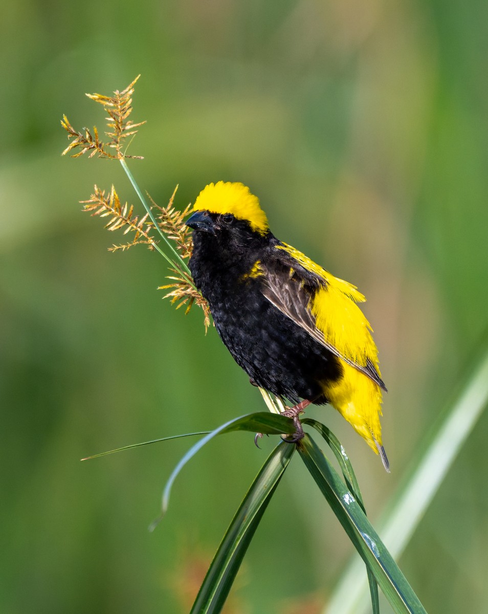 Yellow-crowned Bishop - ML658949390