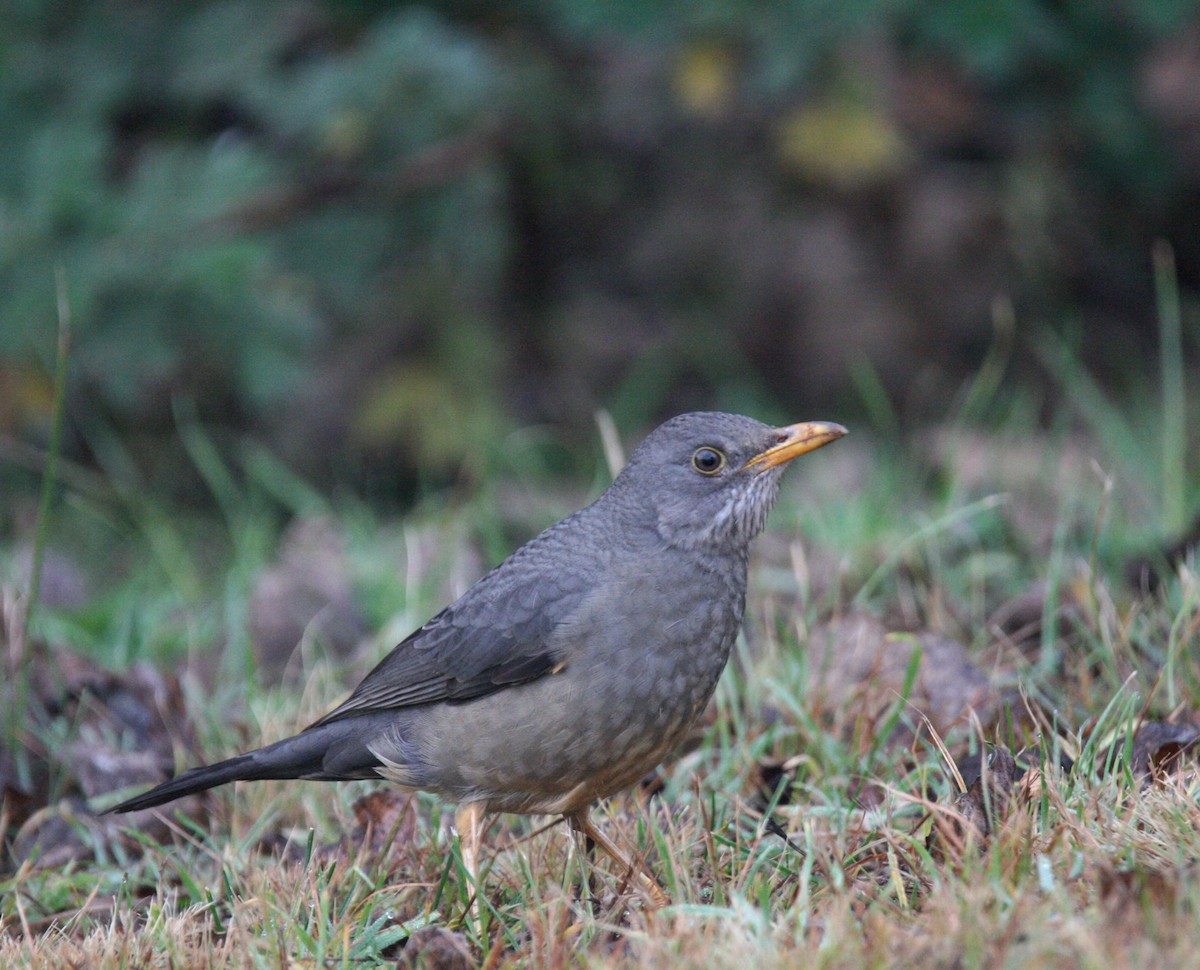 Karoo Thrush - ML658949547