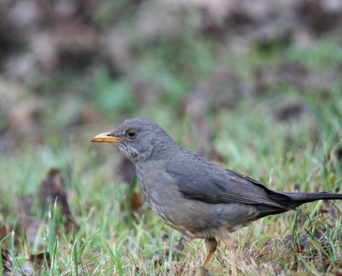 Karoo Thrush - ML658949548