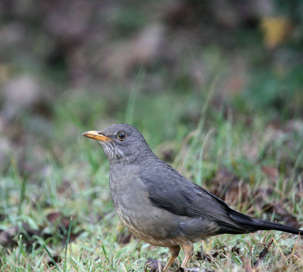 Karoo Thrush - ML658949549