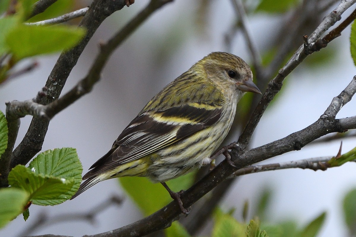 Pine Siskin (green morph) - ML658951354