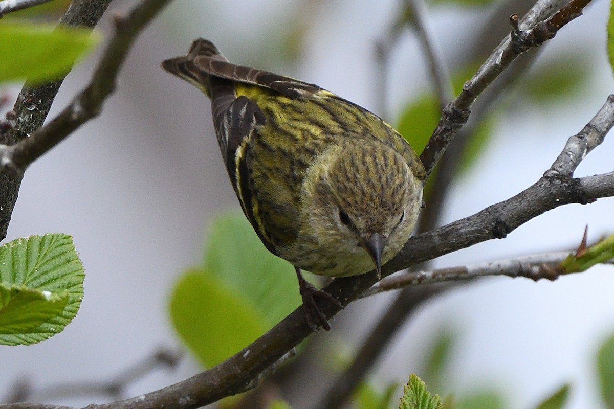 Pine Siskin (green morph) - ML658951355