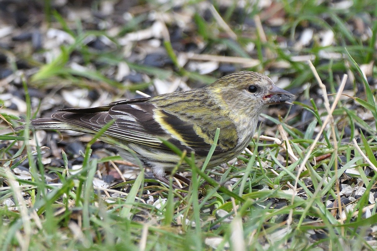 Pine Siskin (green morph) - ML658951356