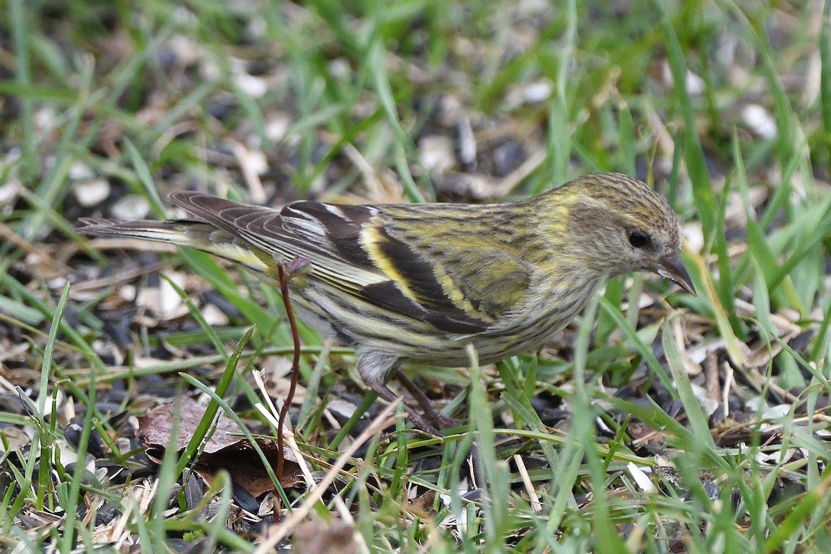 Pine Siskin (green morph) - ML658951359