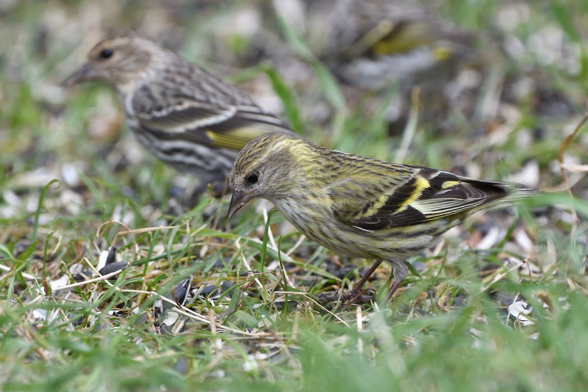 Pine Siskin (green morph) - ML658951360