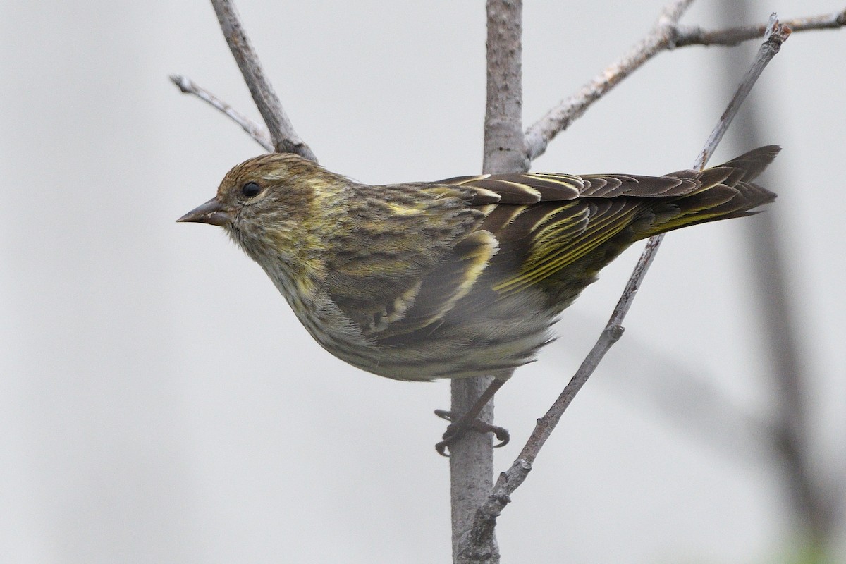 Pine Siskin (green morph) - ML658951431