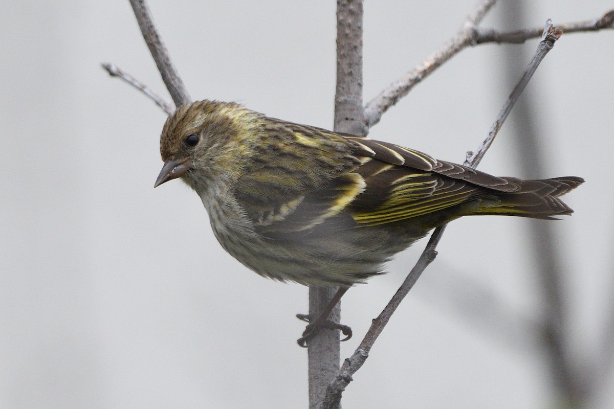 Pine Siskin (green morph) - ML658951432