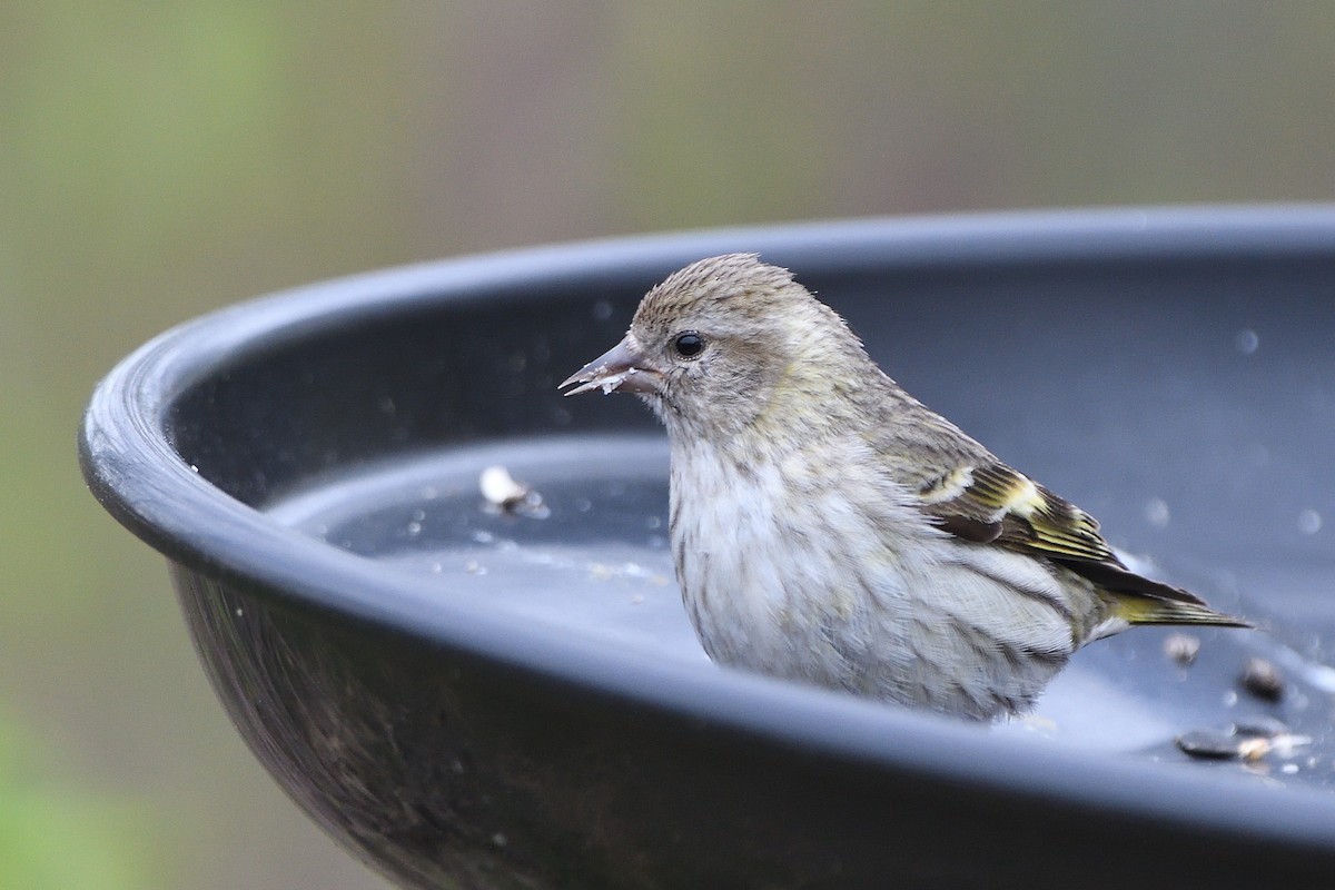 Pine Siskin (green morph) - ML658951487