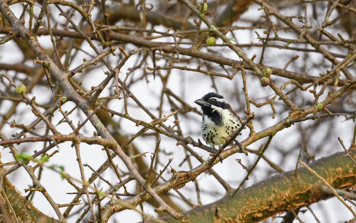 Spot-flanked Barbet - ML658952315
