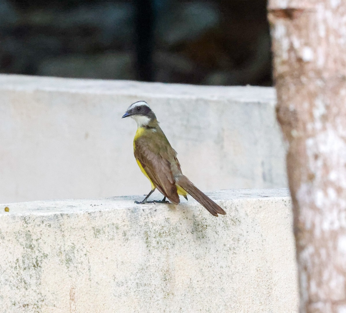 Social Flycatcher - ML658953944