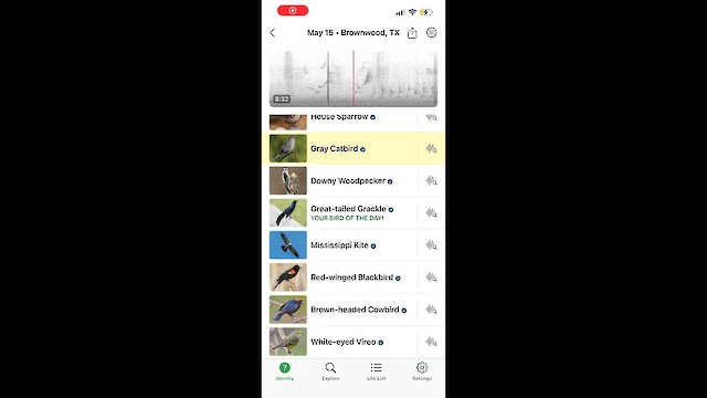 Katzenspottdrossel - ML658954625
