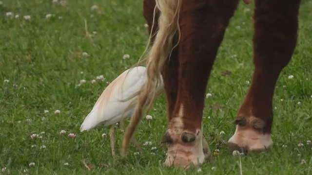 Héron garde-boeufs - ML658954910