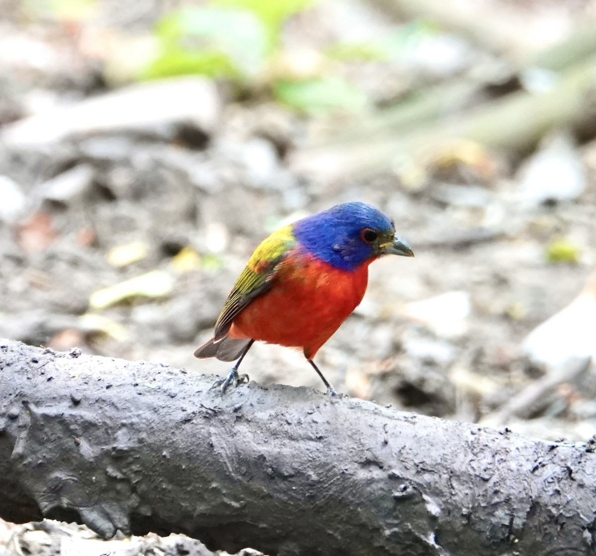 Painted Bunting - ML658957640