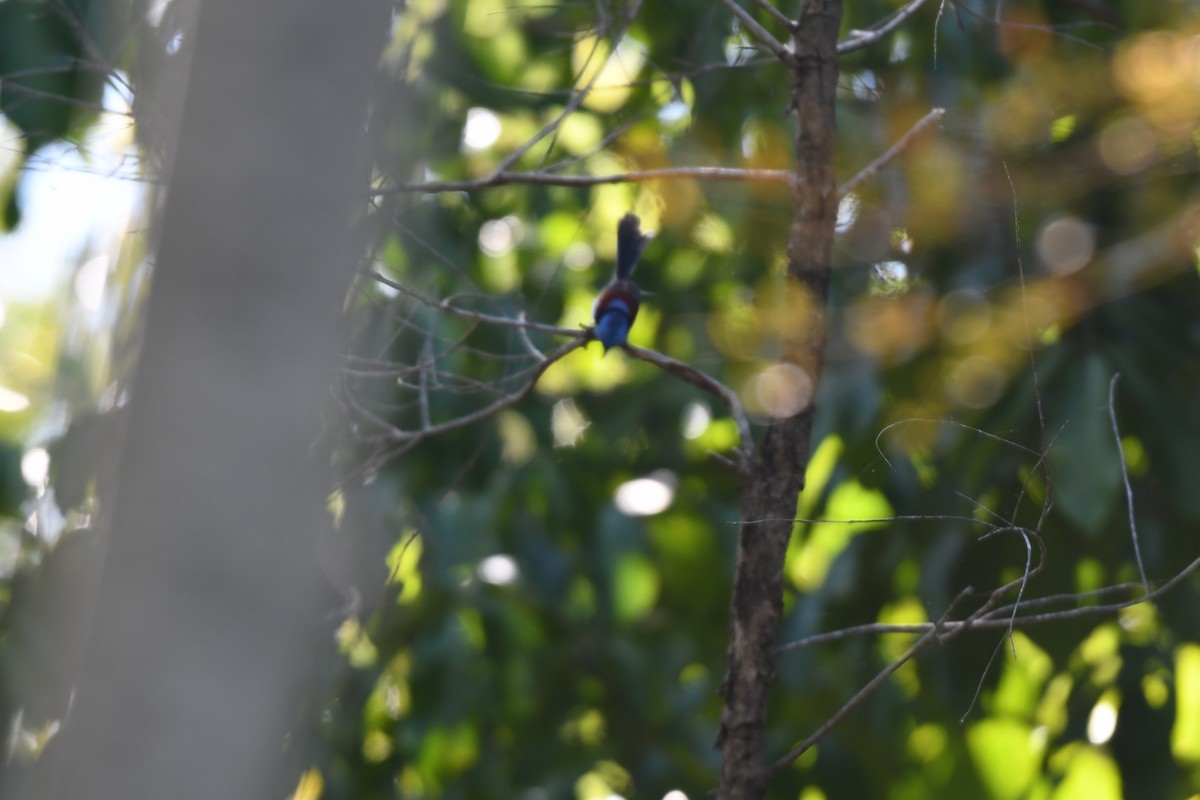 Lovely Fairywren - ML658957774