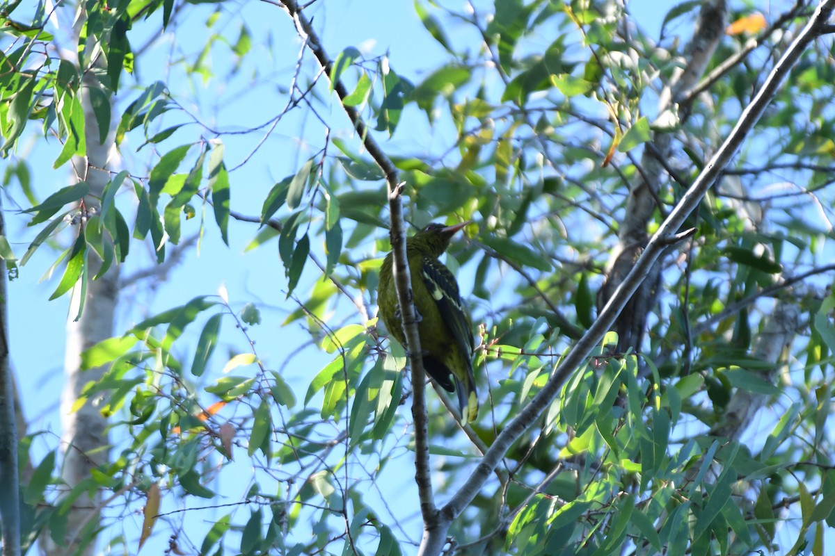 Green Oriole - ML658957783