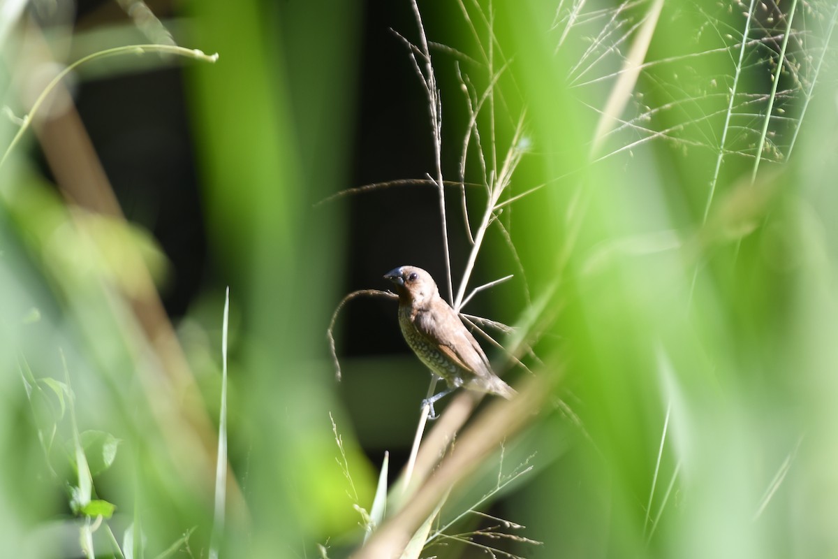 Scaly-breasted Munia - ML658957789