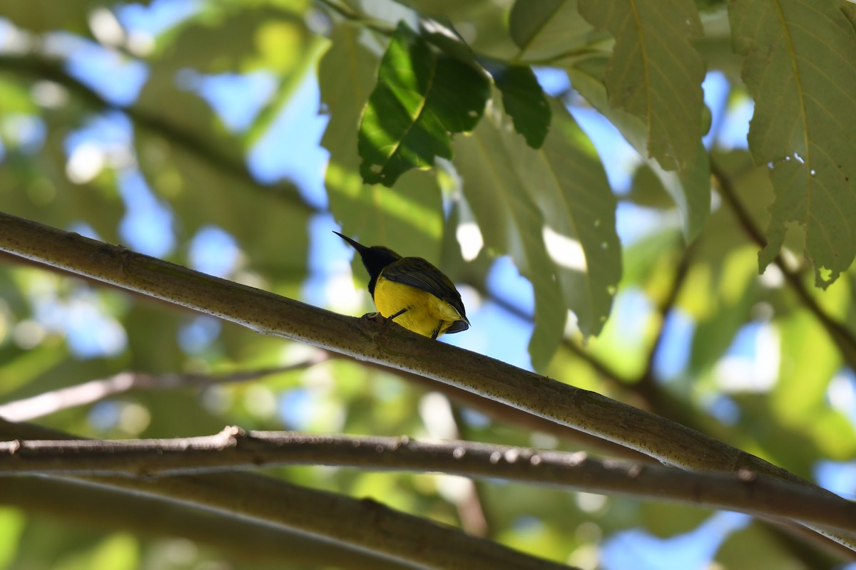 Sahul Sunbird - ML658957798