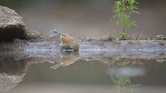 Band-tailed Seedeater - ML658957879