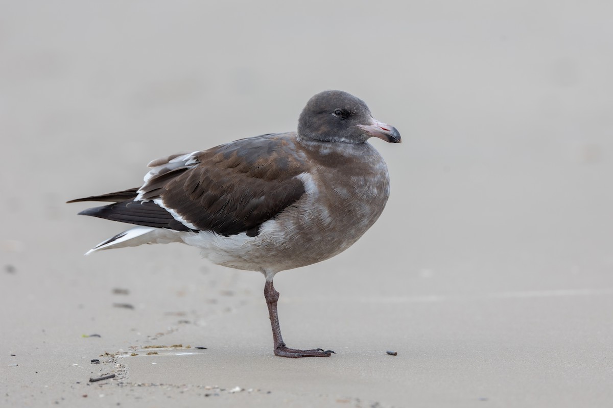 Dolphin Gull - ML658959213